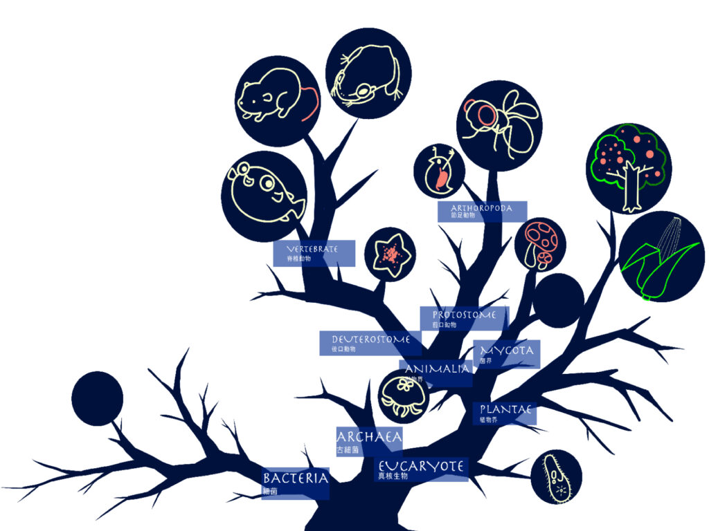 生物の進化の図