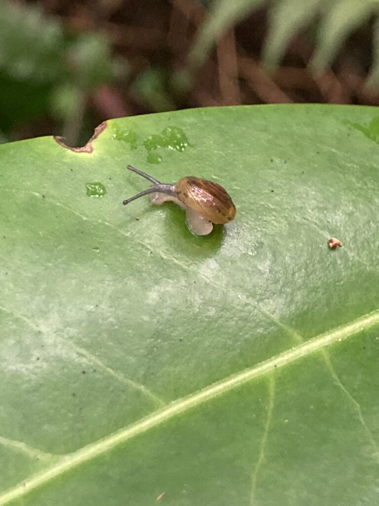 カタツムリの子供
