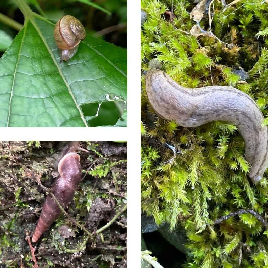 カタツムリ、キセルガイ、ナメクジ