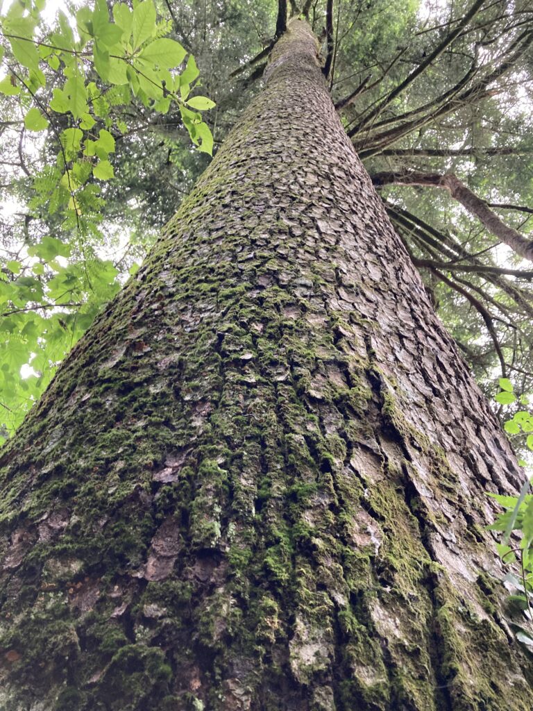 
都民の森最大のモミの木